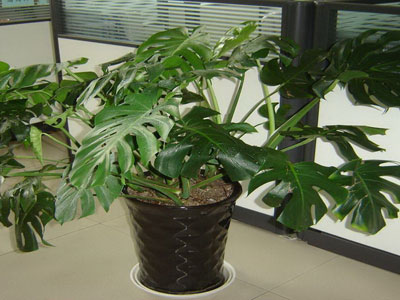 办公室污染多 十二种植物帮你净化环境