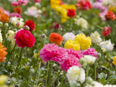 办公室污染多 十二种植物帮你净化环境