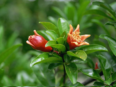 办公室污染多 十二种植物帮你净化环境