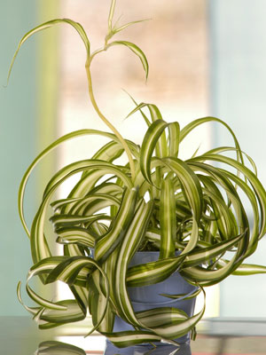 办公室污染多 十二种植物帮你净化环境