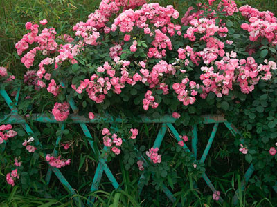 办公室污染多 十二种植物帮你净化环境