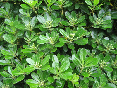 办公室污染多 十二种植物帮你净化环境