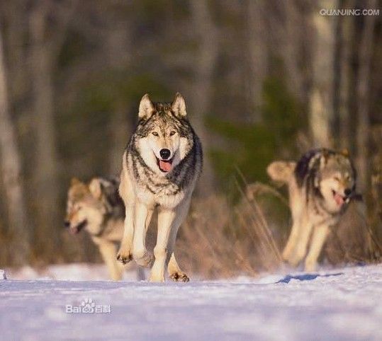 �������ִ�Ȯ�ƶ����������������֣����ڿ��ټ������뱼�ܣ���ϲȺ�ӣ���׷����ʳ�� ����ͼƬ